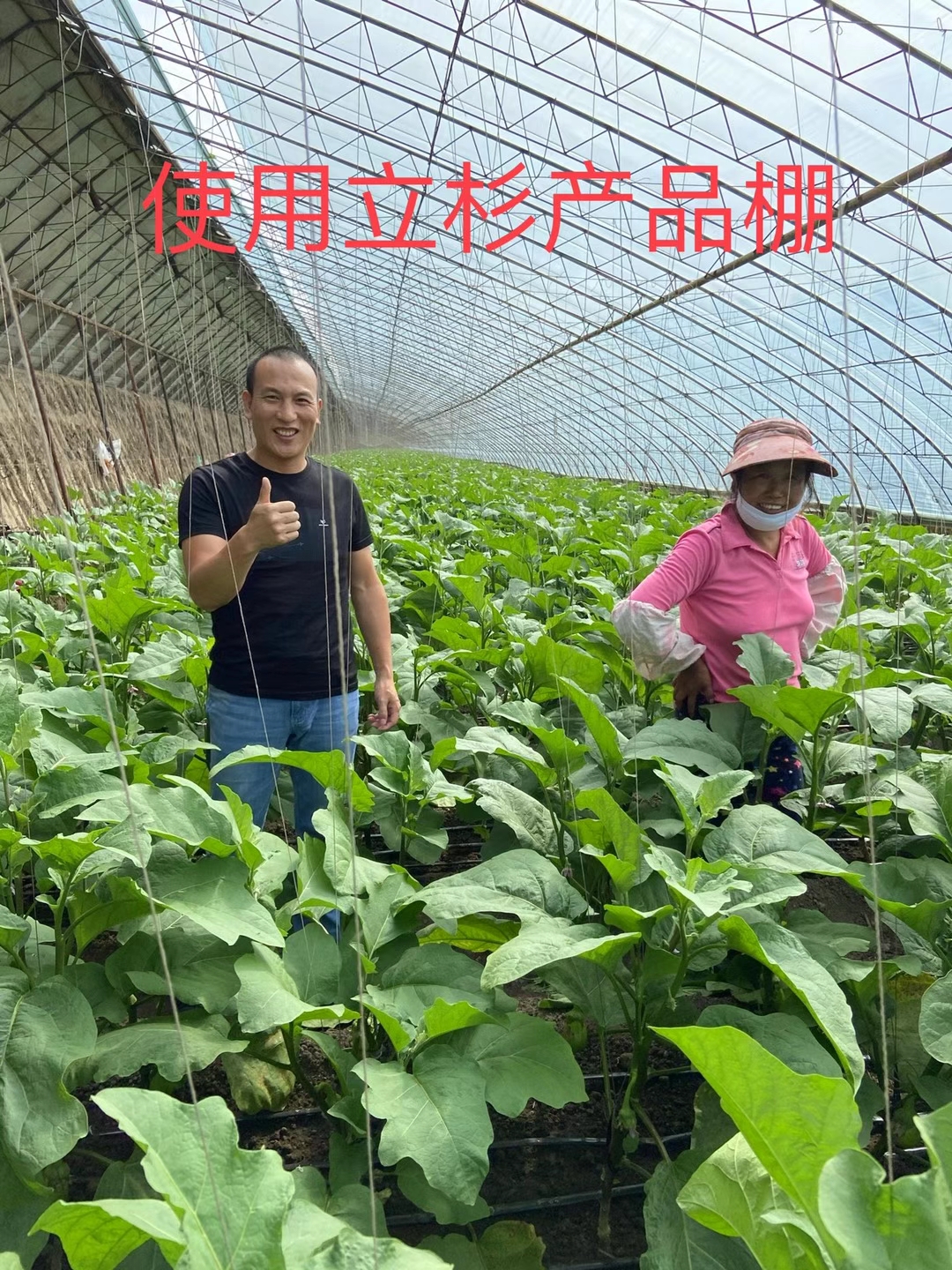 <a href=http://www.sunjian.com.cn target=_blank class=infotextkey>上海立杉</a>水溶肥在北方暖棚茄子上的效果反饋2