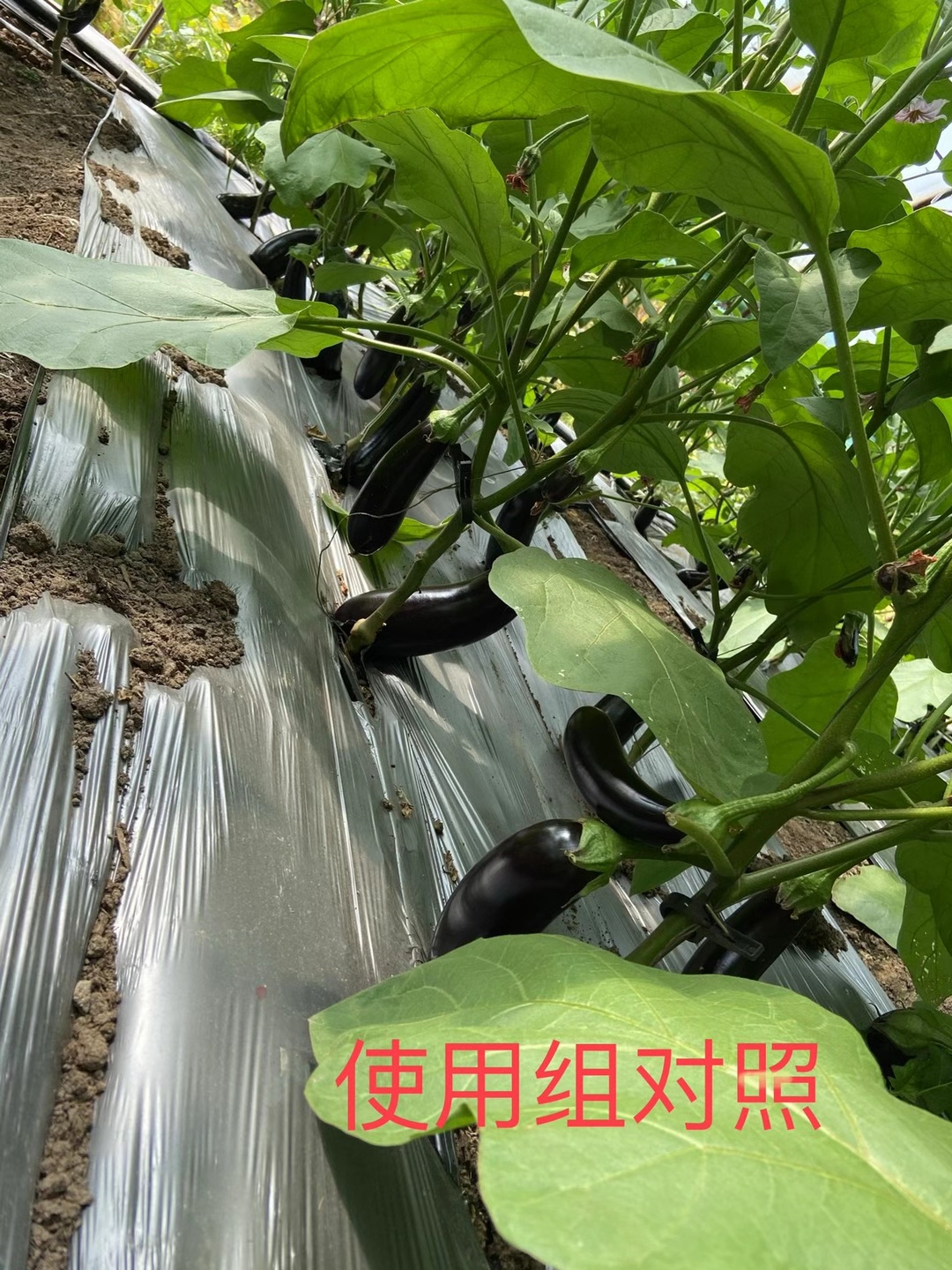 <a href=http://www.sunjian.com.cn target=_blank class=infotextkey>上海立杉</a>水溶肥在北方暖棚茄子上的效果反饋5