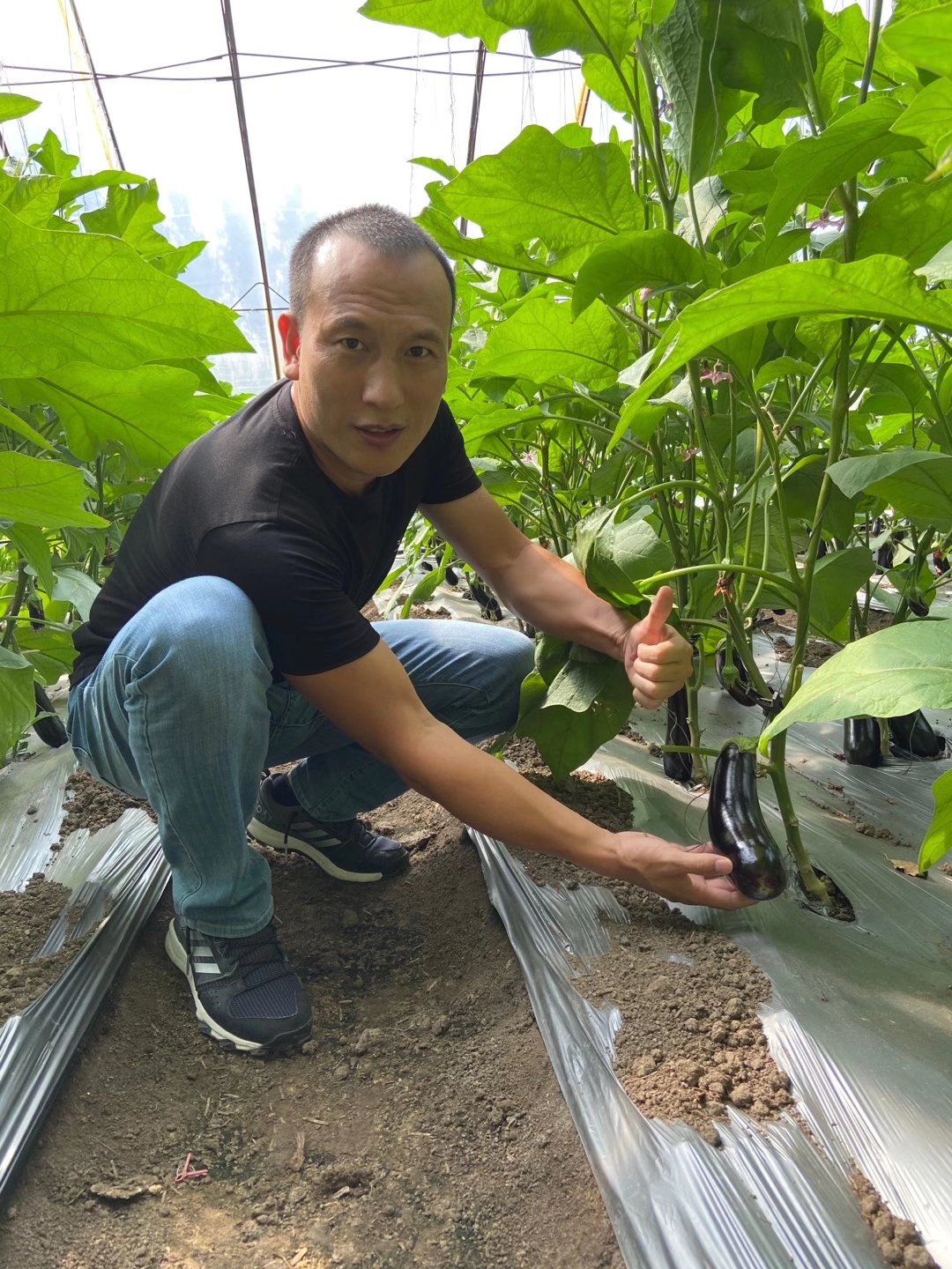 <a href=http://www.sunjian.com.cn target=_blank class=infotextkey>上海立杉</a>水溶肥在北方暖棚茄子上的效果反饋6