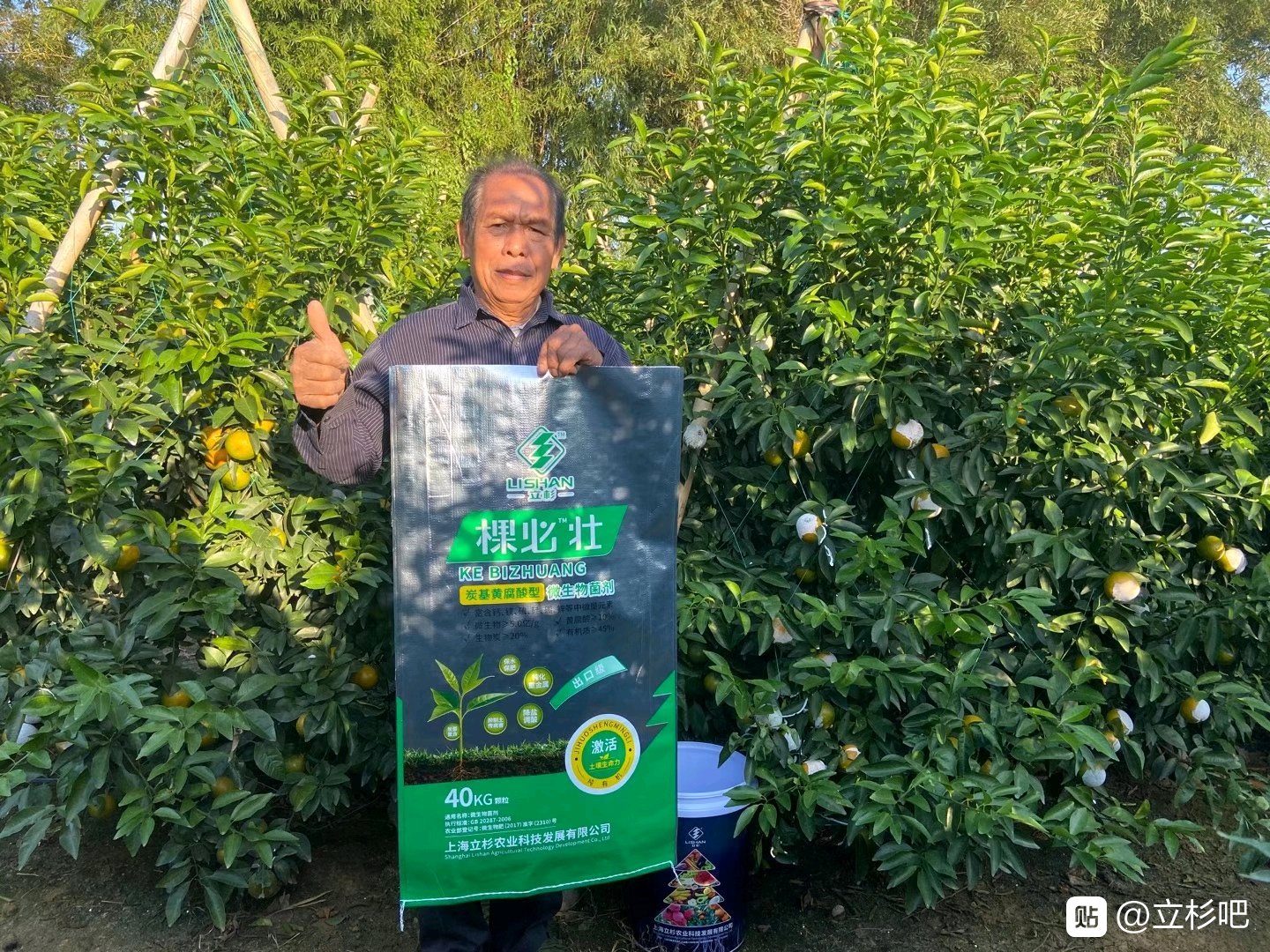 立杉炭基肥在柑橘上的應用效果2